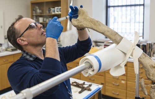 An object conservator at work on a large bone like item in the Conservation Lab