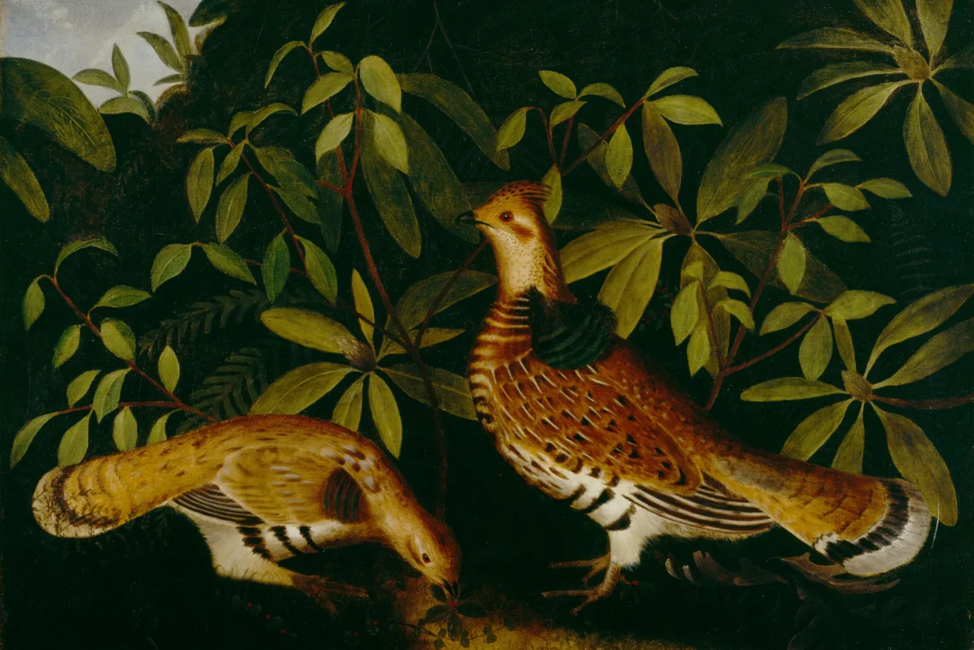 Two Ruffed Grouse in Underbrush, Rubens Peale