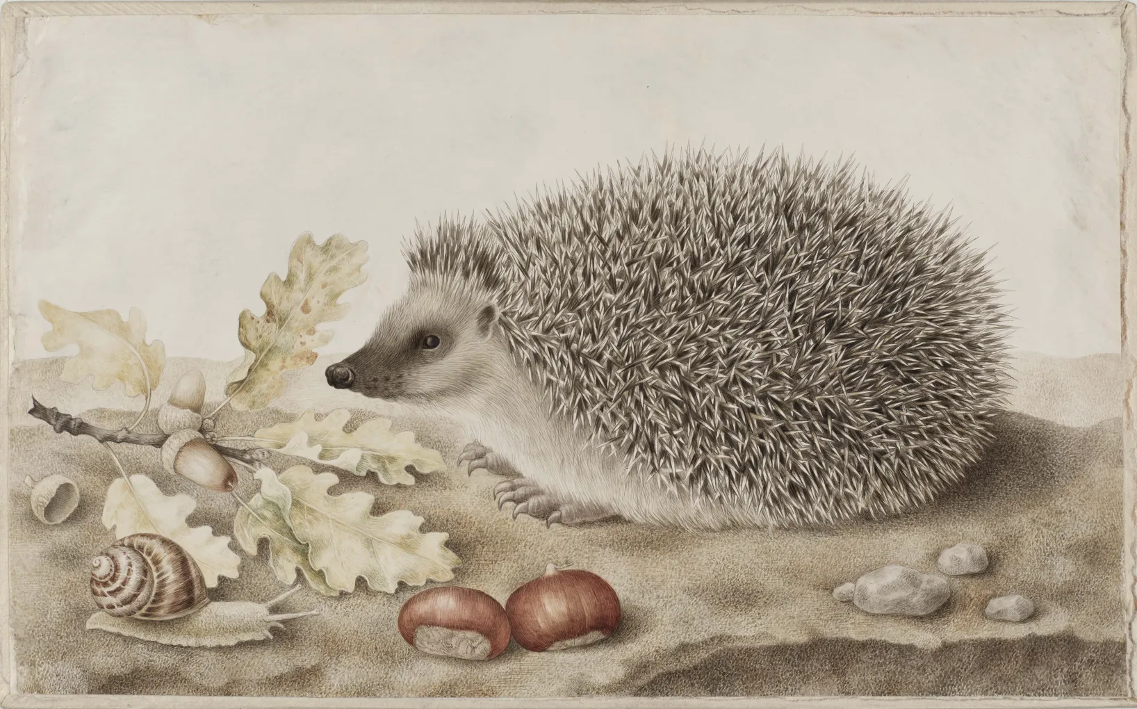 Giovanna Garzoni (Italian, 1600–1670), "A Hedgehog in a Landscape," 1643–1651, Bodycolor on vellum. Private Collection, West Hartford, Connecticut