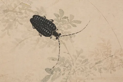 Black beetle on tan background