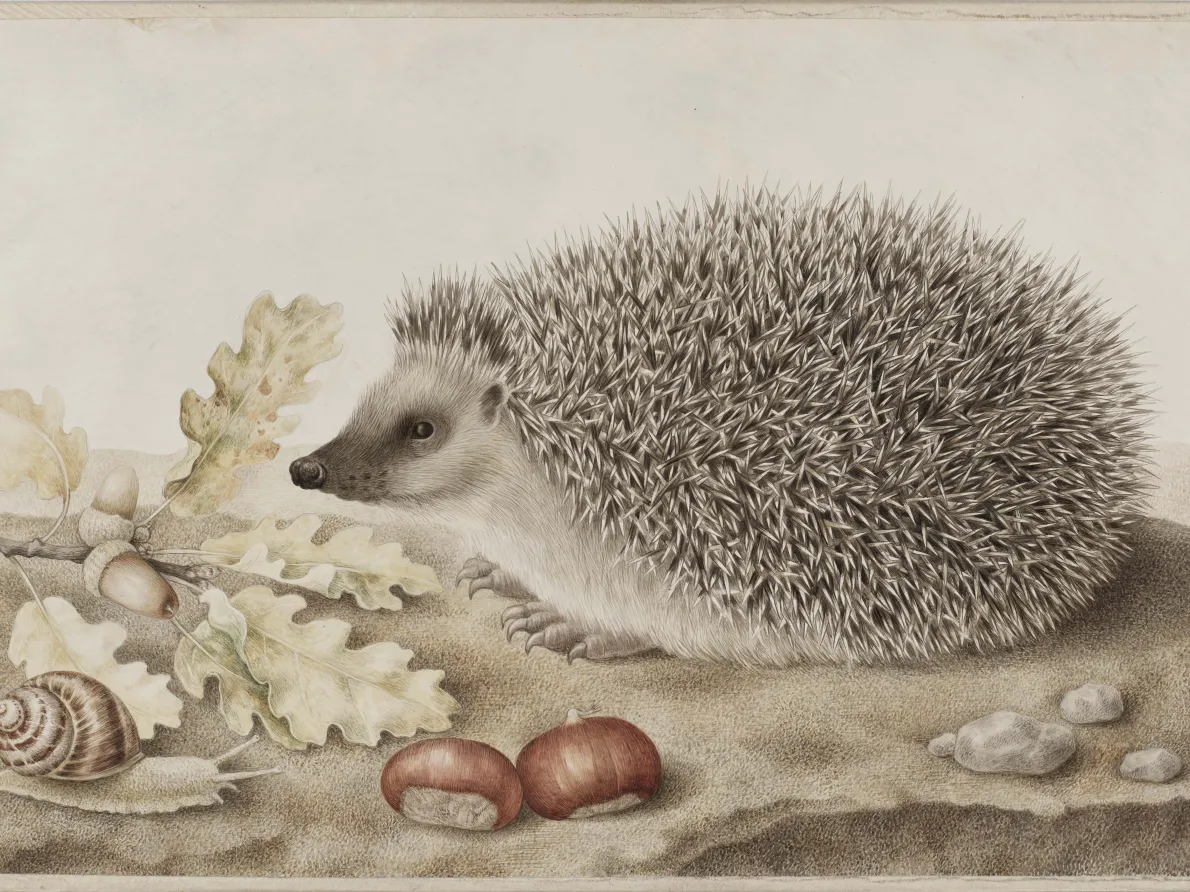 Giovanna Garzoni (Italian, 1600–1670), "A Hedgehog in a Landscape," 1643–1651, Bodycolor on vellum. Private Collection, West Hartford, Connecticut