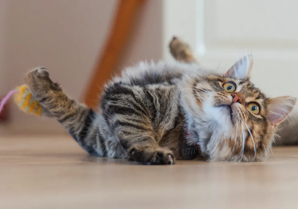A long haired tabby cat lays on the floor and looks up and something above and behind the camera.