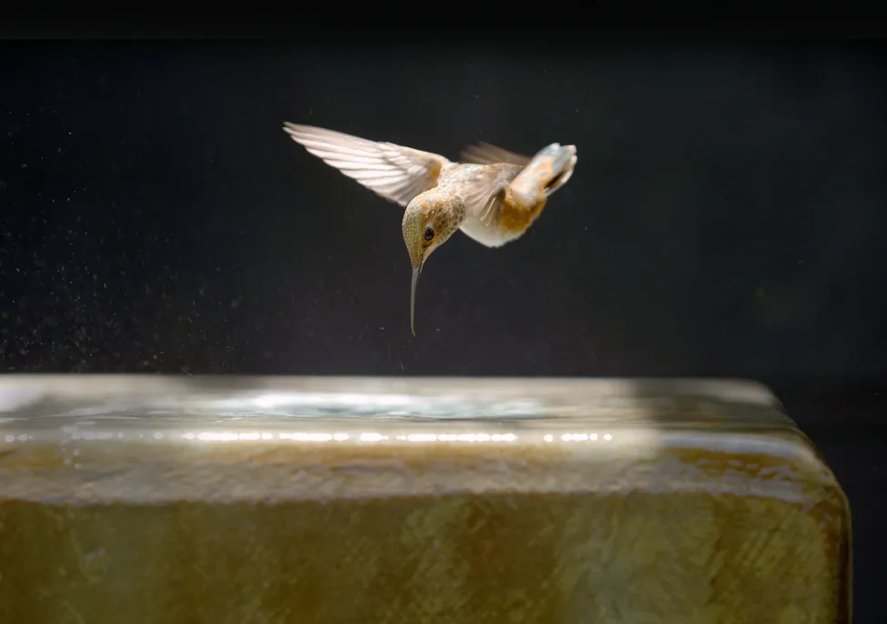 A hummingbird