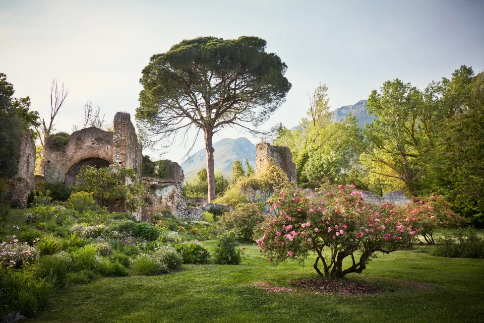 A garden of varying trees