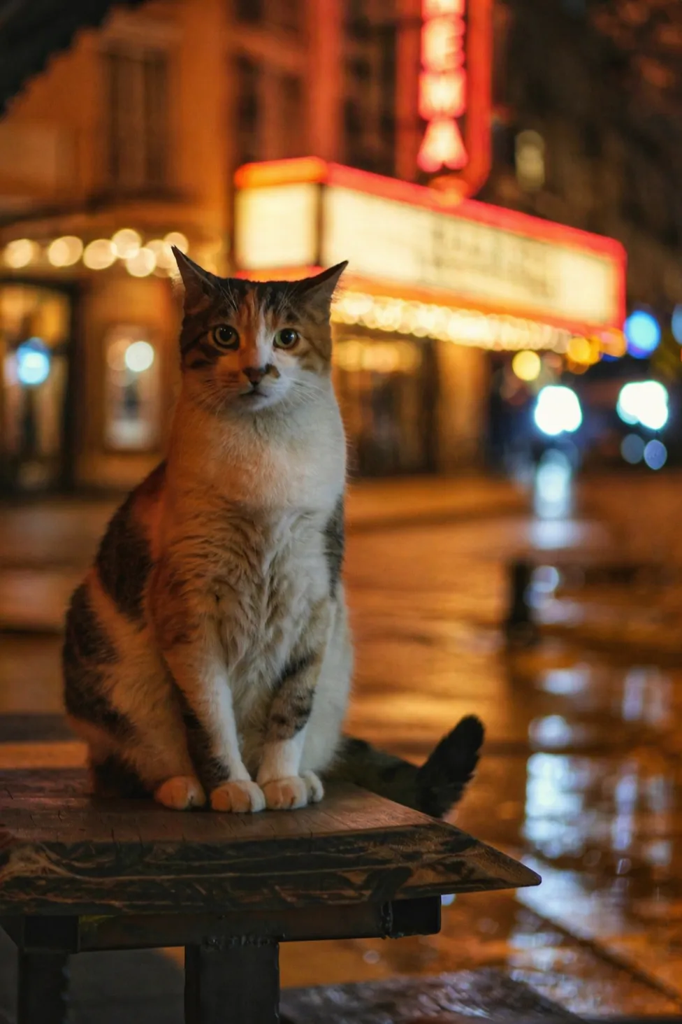 CatVideoFest 2026