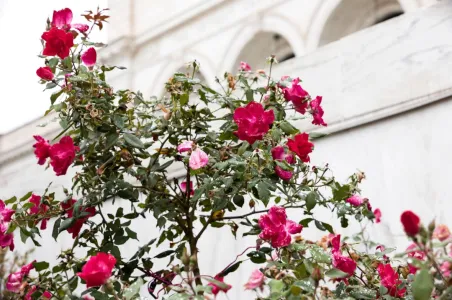 Flowers against building