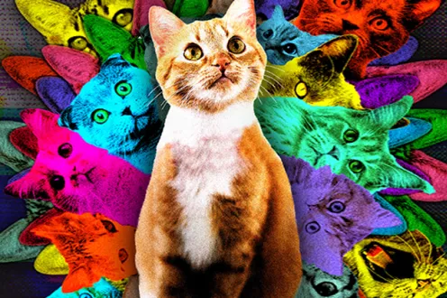 An orange tabby cat posed with a kaleidoscope of multicolored cats behind it