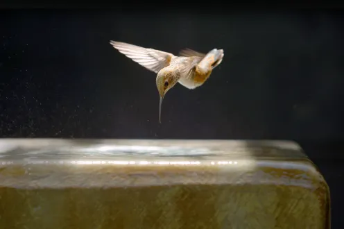 A hummingbird