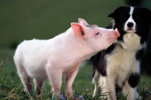 A pig and a back and white dog
